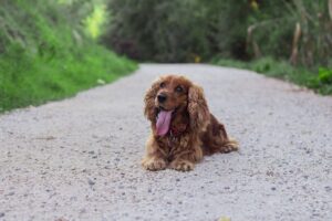 cocker spaniel puppies