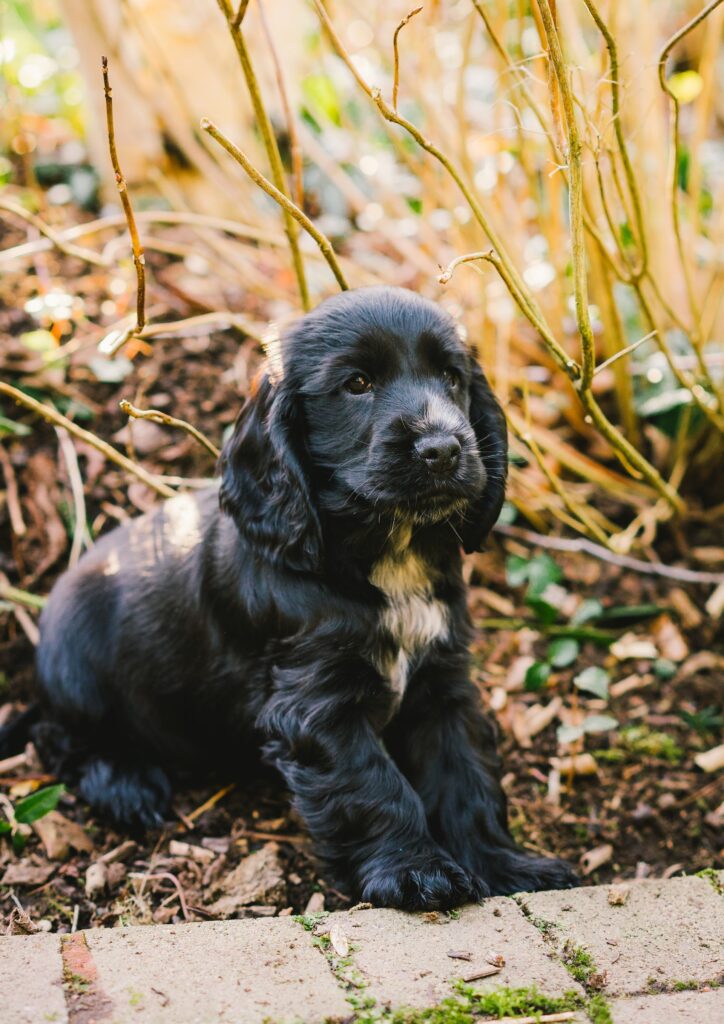 cocker spaniel puppies