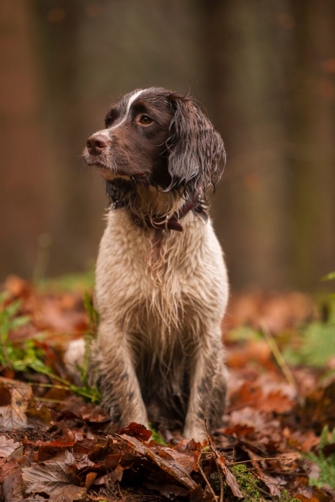 cocker spaniel puppies