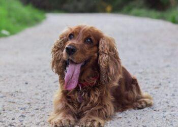 cocker spaniel puppies