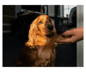 Basic Obedience Training for Cocker Spaniel Puppies