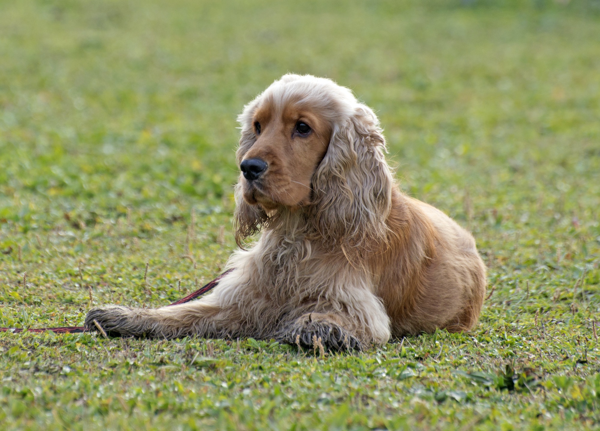 History Of Cocker Spaniel