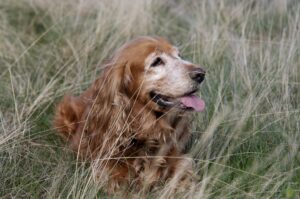 Cocker Spaniel