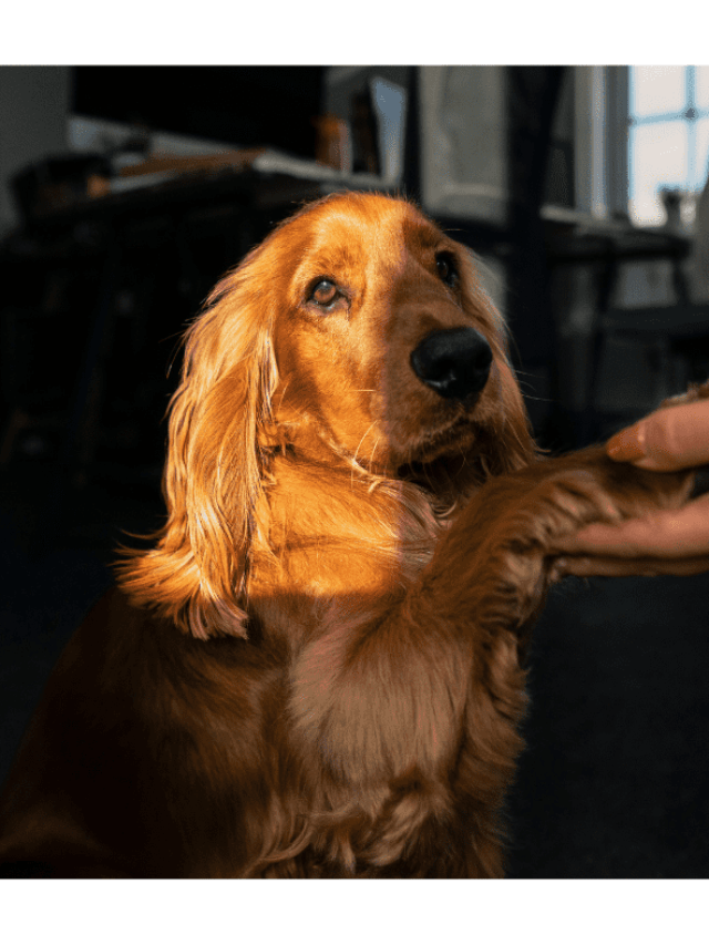 Spaniel Aggression Top 5 Canine Breeds Most Likely to show Dog Aggression - Spaniel Dogs