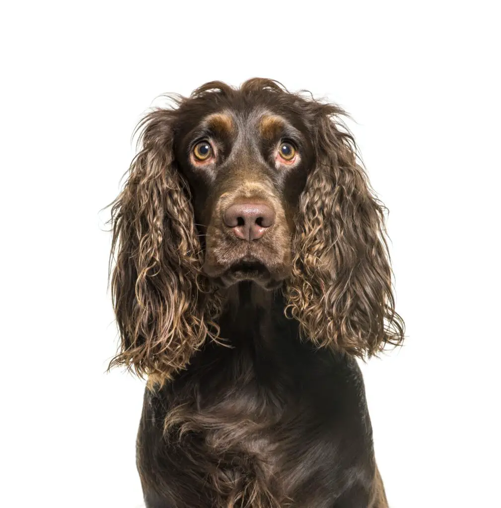 English Springer Spaniel in front of white background