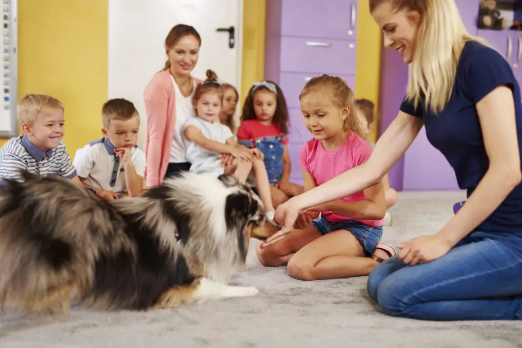 Young woman working with an english springer spaniel during therapy in the preschool