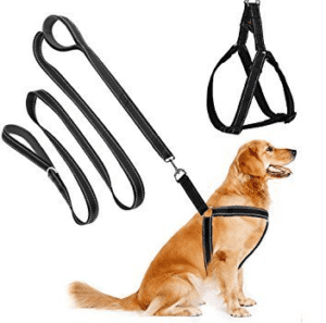 Harness leash