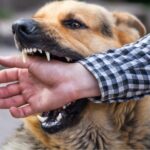 Help! My Dog Bit Someone…Now What?