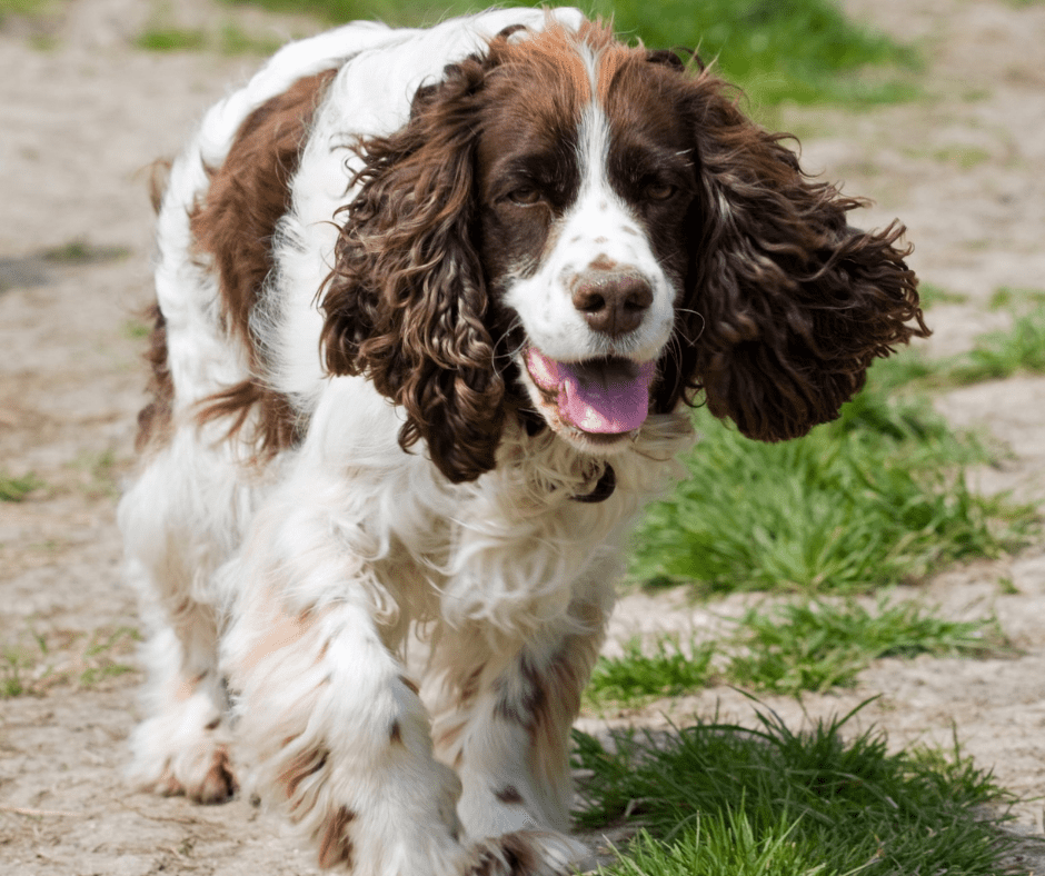 how to get rid of fleas on springer spaniel