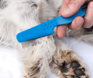grooming for flea control