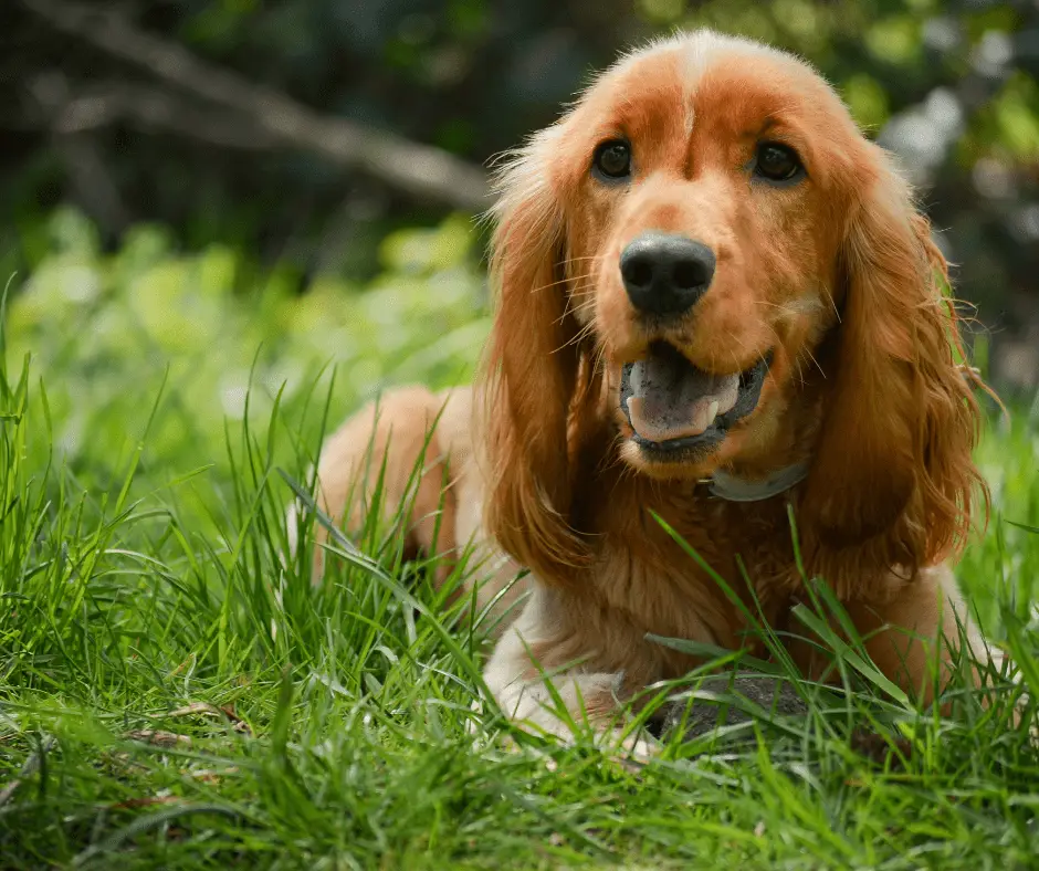 Cancer in American Cocker Spaniels