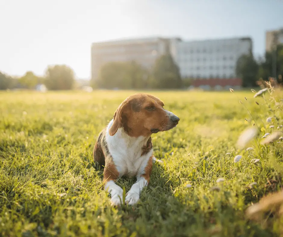 dog-lost-and-found-all-that-you-want-to-know