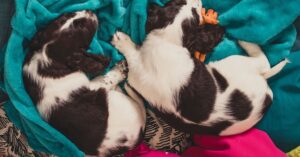 English springer spaniel sleeping positions with their meaning