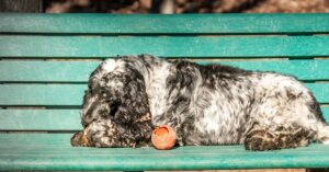 English springer spaniel sleeping positions with their meaning