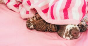 English springer spaniel sleeping positions with their meaning