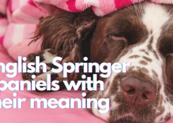 English springer spaniel sleeping positions with their meaning