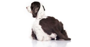 English springer spaniel sleeping positions with their meaning