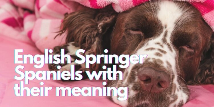 English springer spaniel sleeping positions with their meaning