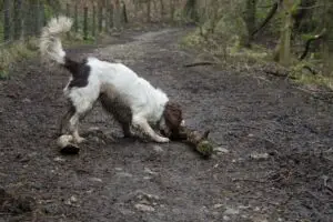 Are English Springer Spaniels born with tails