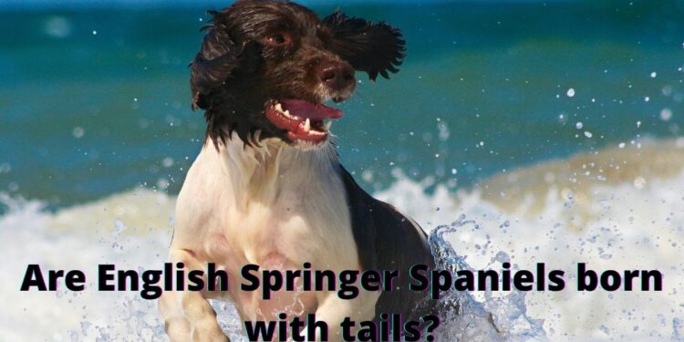 Are English Springer Spaniels born with tails?