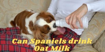 Can Spaniels drink Oat milk?
