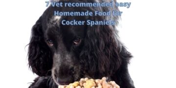 7 Vet recommended Easy Homemade Food for Cocker Spaniels