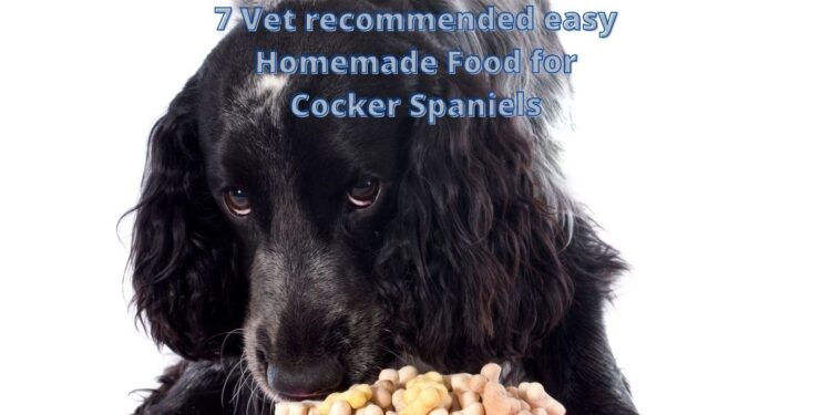 7 Vet recommended Easy Homemade Food for Cocker Spaniels