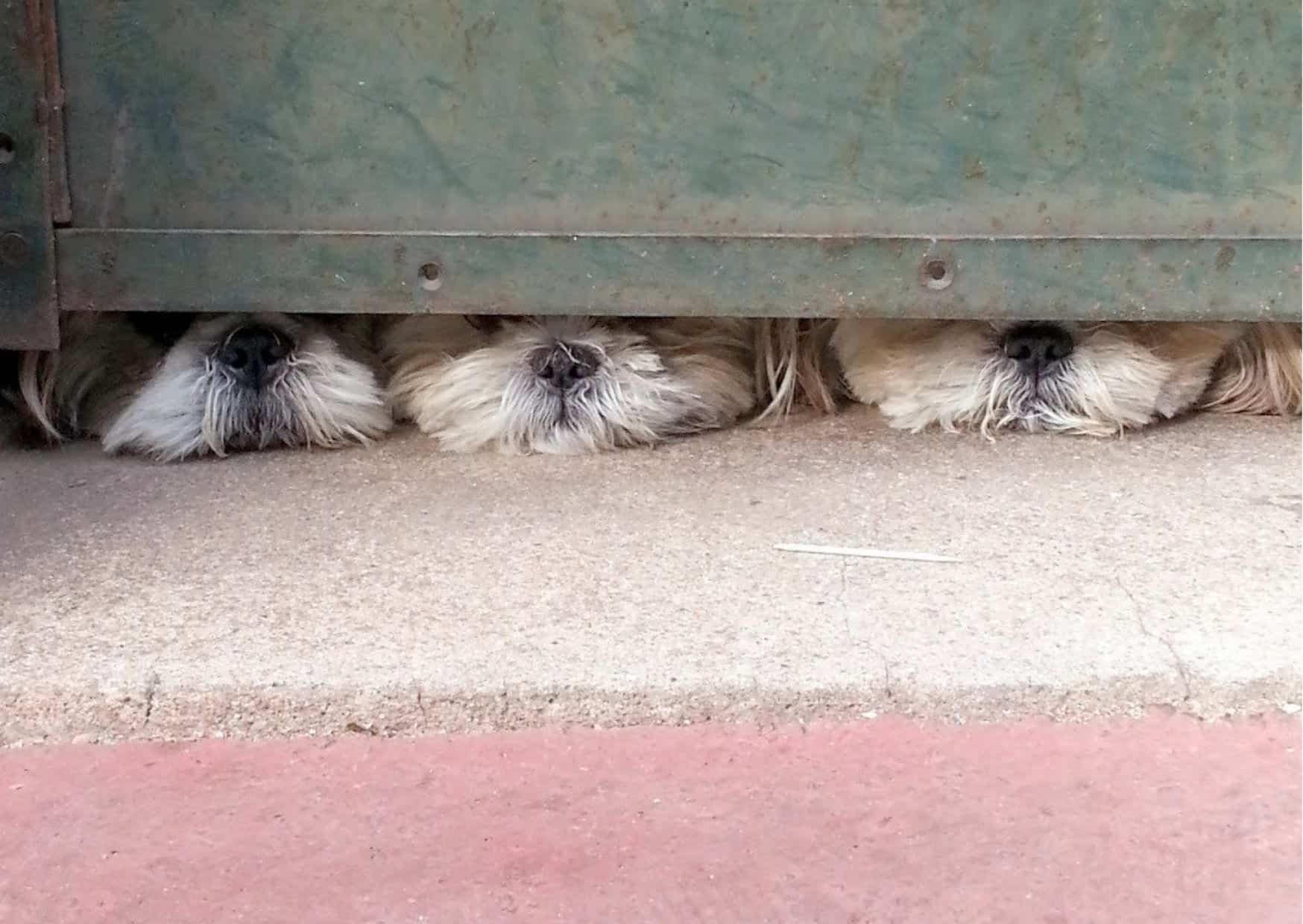 Почему собака прячется. Собака прячется. Фото собачка прячется. Проникновение собак под воротами. Любопытный щенок.