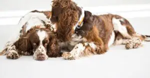 English Springer Spaniel sleeping positions with their meaning