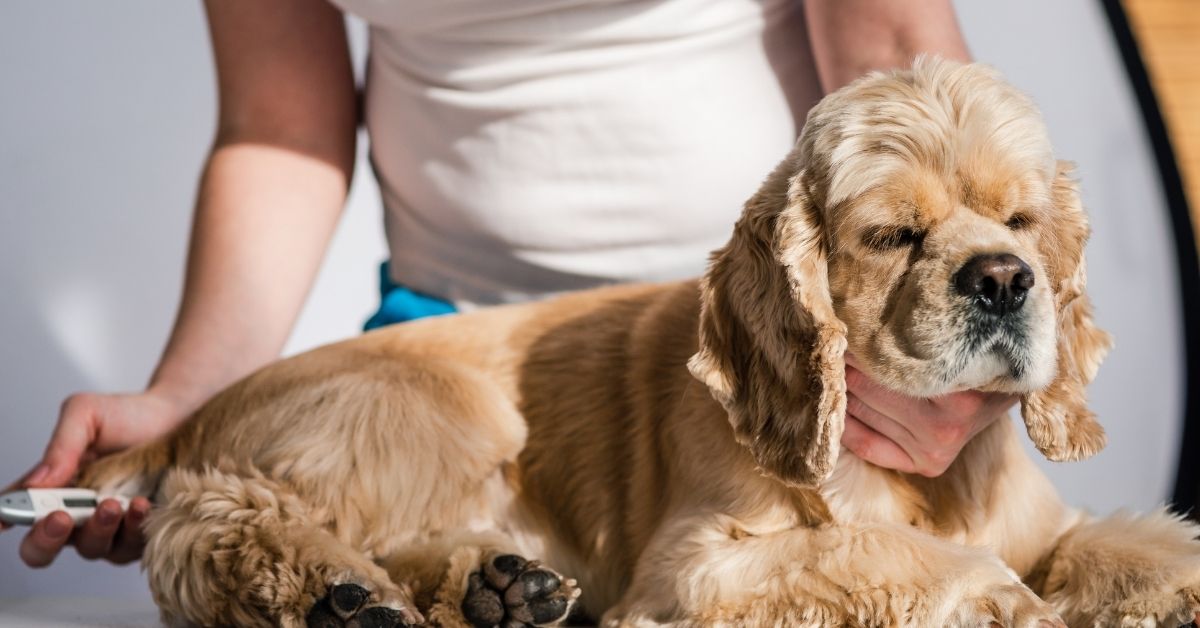 What is the best feed for Spaniel puppy with Giardia? Spaniel Dogs