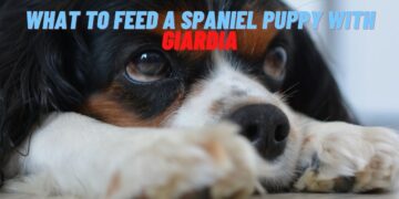 What is the best feed for Spaniel puppy with Giardia?
