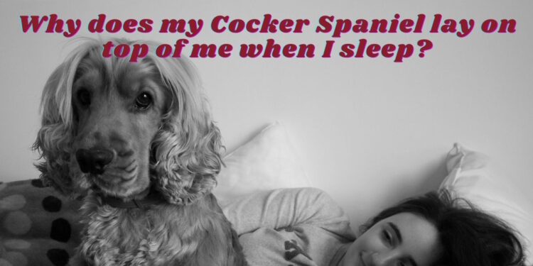 Why does my Cocker Spaniel lay on top of me when I sleep?