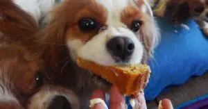 Can Cavalier King Charles Spaniels eat beef jerky