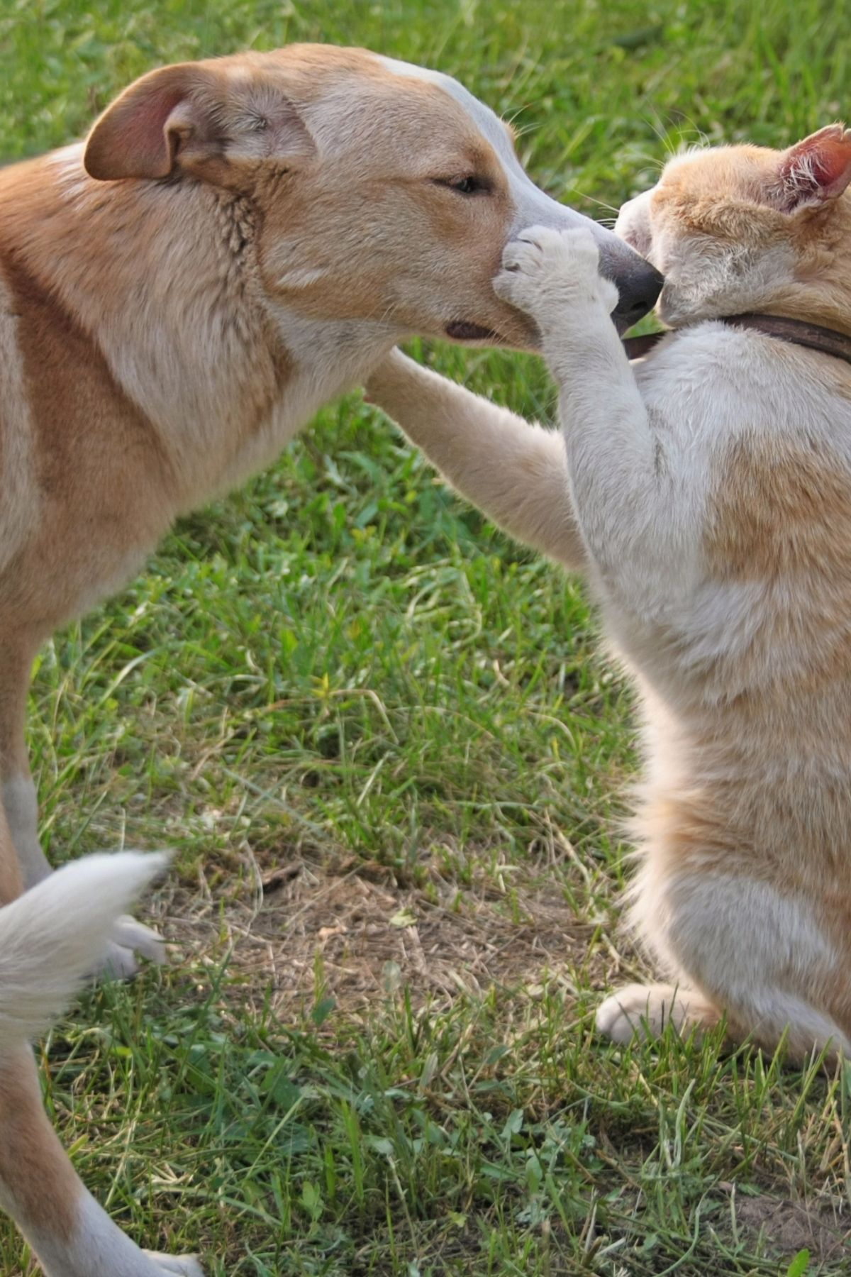 Can a Dog get a Cat Pregnant? Spaniel Dogs