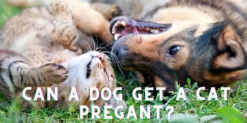 Can a Dog get a Cat Pregnant?