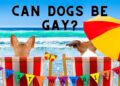 Is my Dog Gay? All that you want to know