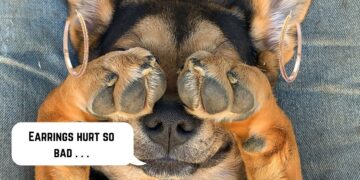 Is it okay to pierce my dog's ears?