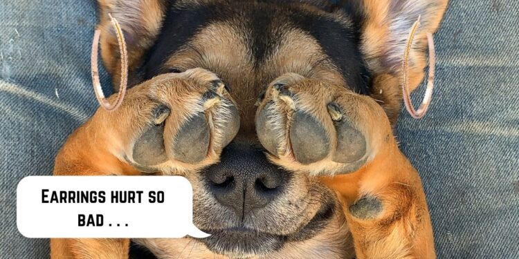 Is it okay to pierce my dog's ears?