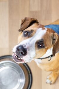 Can Dogs Eat French Toast?