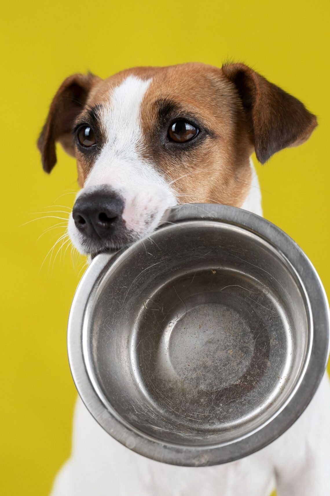 Can Dogs Eat French Toast? Spaniel Dogs