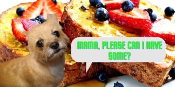 Can Dogs Eat French Toast?