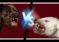 Dogo Argentino vs Cane Corso Italiano- Best Guard Dog comparison