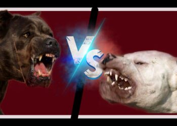 Dogo Argentino vs Cane Corso Italiano- Best Guard Dog comparison