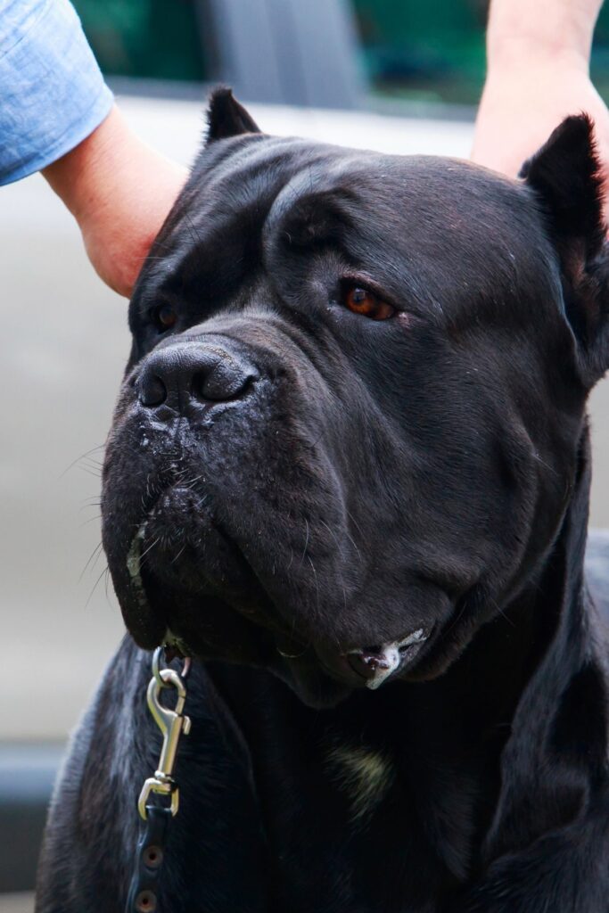 Dogo Argentino Vs Cane Corso Italiano - Best Guard Dog Comparison ...