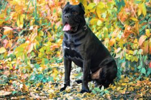 Dogo Argentino vs Cane Corso Italiano- Best Guard Dog comparison