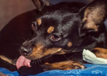 Why is my dog licking the base of its tail - Should I be worried?