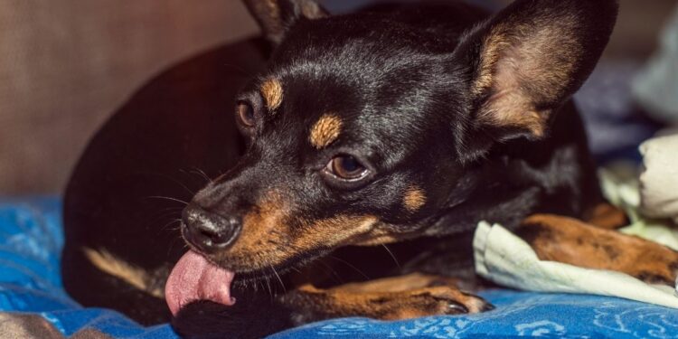 Why is my dog licking the base of its tail - Should I be worried?