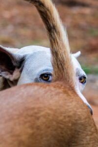 Why is my dog licking the base of its tail - Should I be worried?