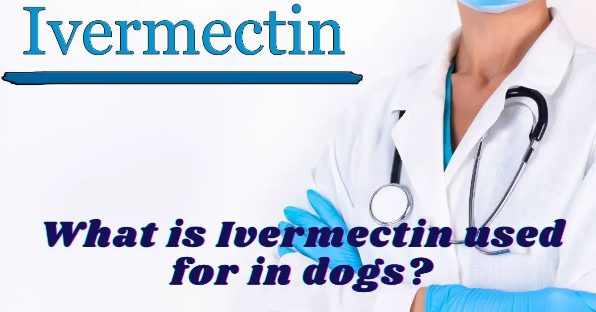 What is Ivermectin used for in dogs? - Spaniel Dogs