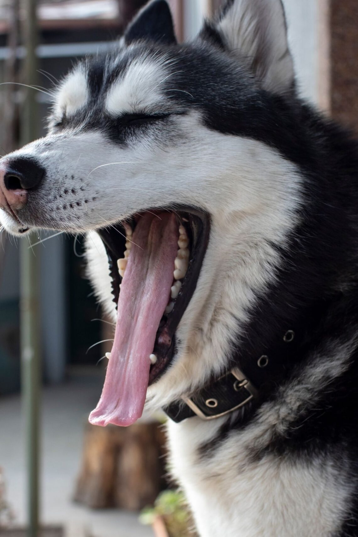 5 Reasons Why Your Husky Is So Dramatic? - Spaniel Dogs